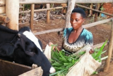 Maxesia Ntate feeding their family's cow.