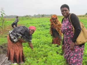 A small group of women outside harvesting produce.
