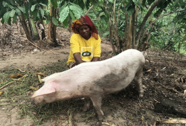 Specioza Nassimbwa caring for her pig.