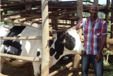 Peter Kazigo standing outside the enclosure holding their family's cow.