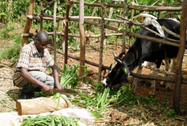 George Mukasa kneeling next to the enclosure holding his family's cow as he prepares food for it.