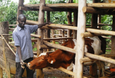 Ronald Ssembatya standing outside the enclosure holding their family's cow as he feeds it.