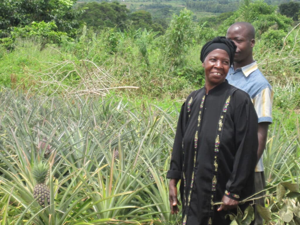 Two people in pineapple field.