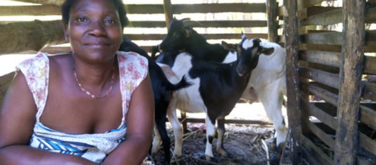 Woman outside in an enclosure with goats.