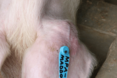 Pig with ear tagged.