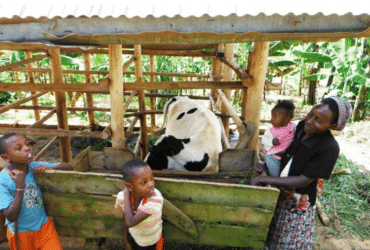 Peragia Nansikombi and her children outside caring for their cow.