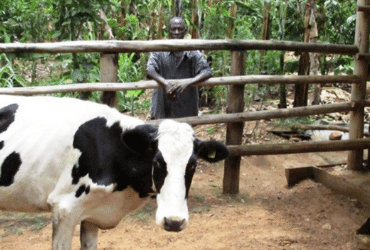 Edward Bakka standing outside the enclosure for his cow.