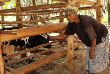 Pauline Namuli caring for a cow in it's enclosure.