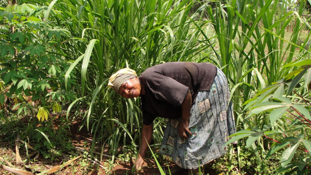 A woman mulching grass.