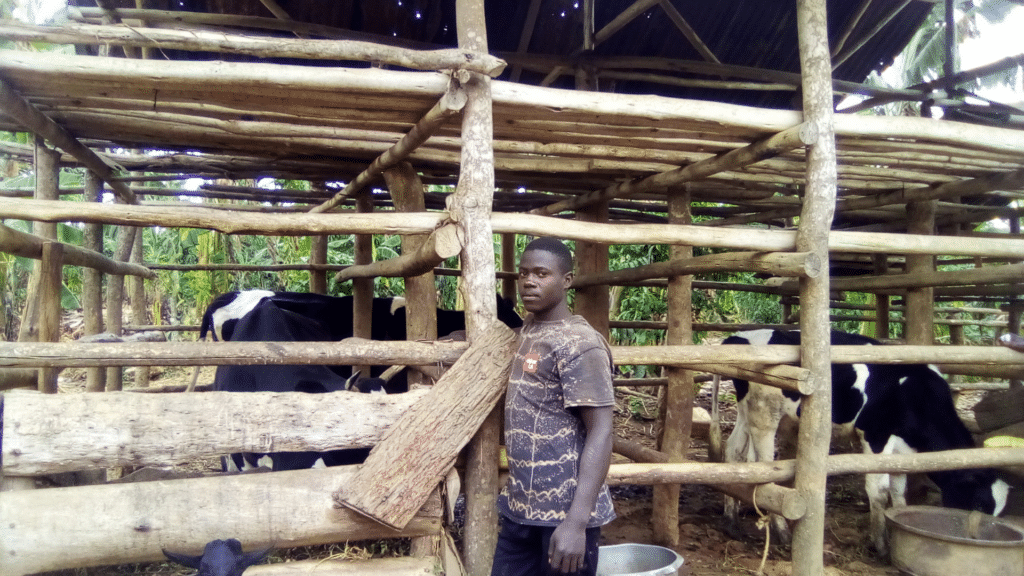 A man standing outside next to an enclosure holding a cow.