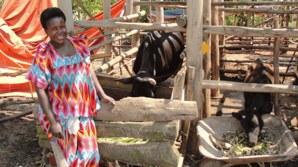 A woman standing outside next to an enclosure holding a cow.
