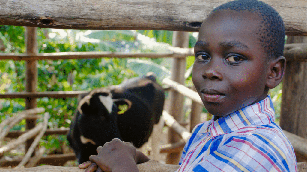 A young boy standing outside next to an enclosure holding a cow.
