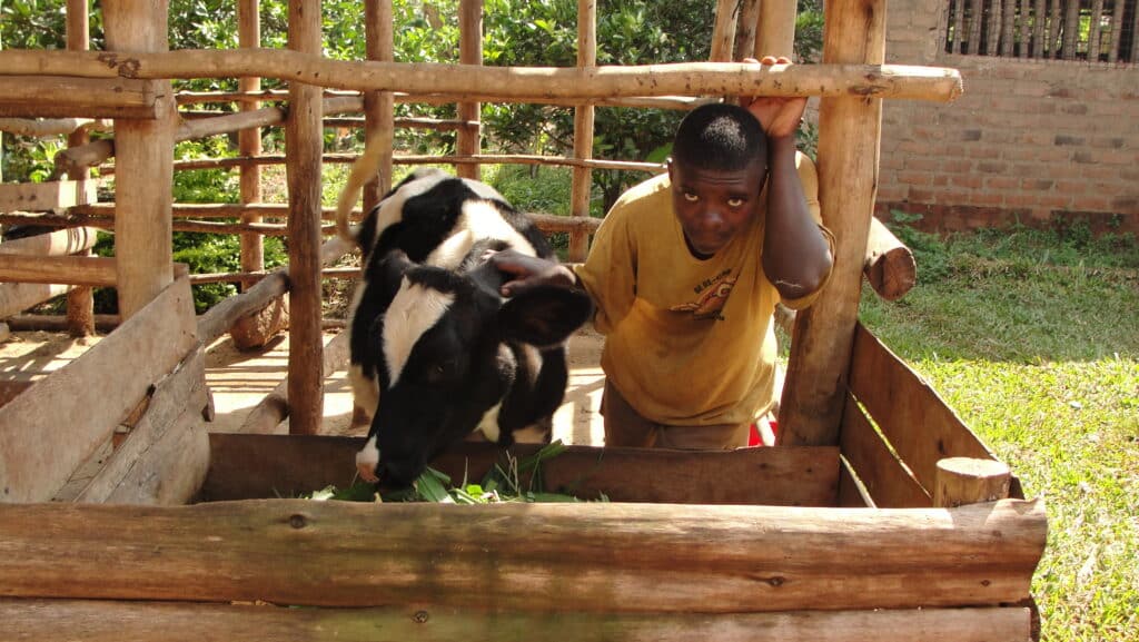 A young man standing standing inside an enclosure holding a cow.