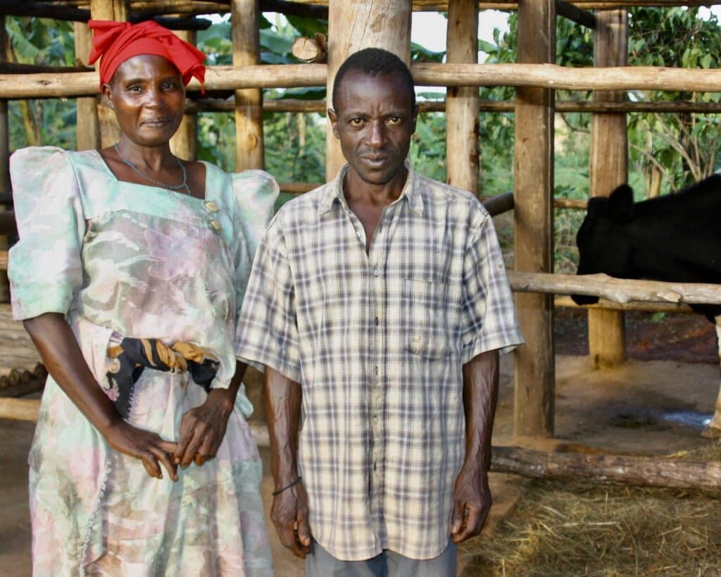 A man and woman standing outside next to an enclosure holding a cow.