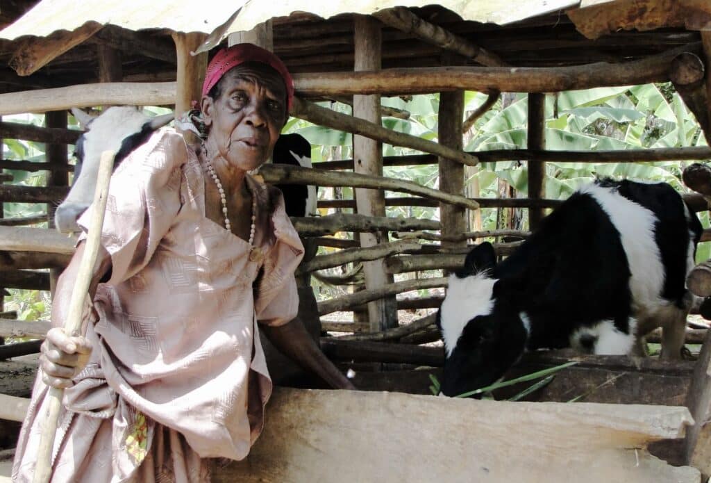 An older woman standing outside next to an enclosure holding a cow.