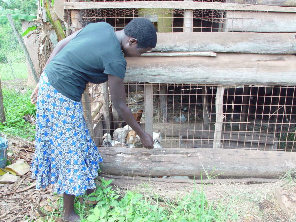 A young woman caring for chickens in a pen.