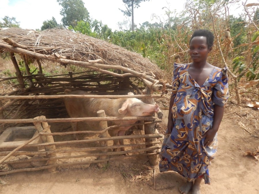 A woman standing outside next to an enclosure holding a pig.