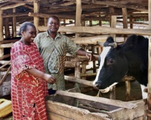 A happy man and woman standing outside next to an enclosure holding a cow.