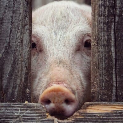 Pig looking through fence.