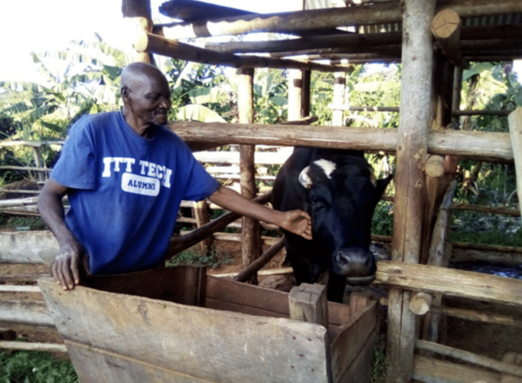Kintu Saifi working with a cow.