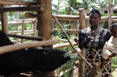 A woman holding a small child and feeding a cow.